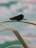 Stefi Telenta - Bug.jpg
